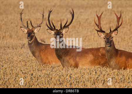 Trois red deer (Cervus elaphus) cerf traversant le champ de blé / blé en été Banque D'Images