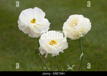 Close up of 3 blanc Ranunculus asiaticus floraison dans un jardin en Angleterre. Fond vert floue Banque D'Images