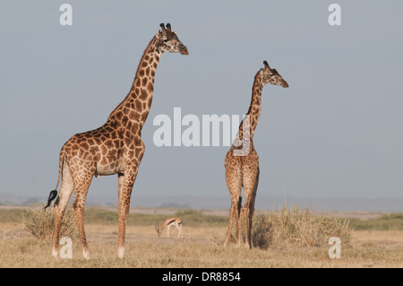 Deux Girafes dans le Parc national Amboseli Kenya Afrique de l'Est Banque D'Images