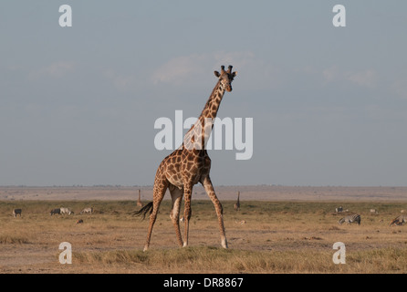 Girafe commun dans le Parc national Amboseli Kenya Afrique de l'Est Banque D'Images