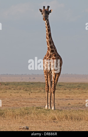 Girafe commun dans le Parc national Amboseli Kenya Afrique de l'Est Banque D'Images