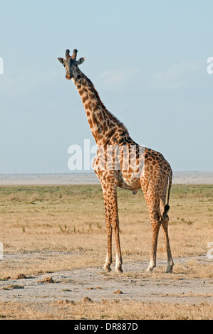 Girafe commun dans le Parc national Amboseli Kenya Afrique de l'Est Banque D'Images