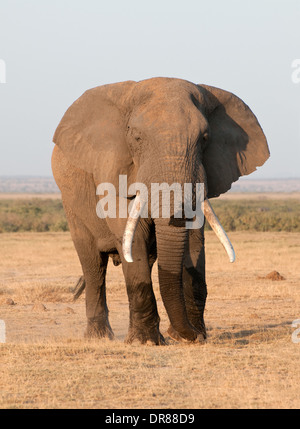 Avec les oreilles d'éléphants mâles matures et tendue de bonnes défenses dans le Parc national Amboseli Kenya Afrique de l'Est Banque D'Images