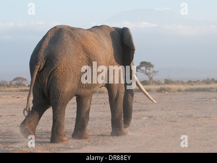 L'arrière de l'éléphant mâle mature avec de bonnes défenses de marche dans le Parc national Amboseli Kenya Afrique de l'Est Banque D'Images