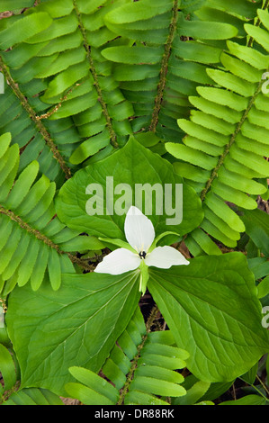 Trillium blanc doux au milieu croissant fougères dans les Great Smoky Mountains National Park à New York Banque D'Images