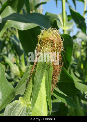 Soies sur un mûrissement maïs doux (Zea mays) s/n. Lincolnshire, Angleterre. Banque D'Images