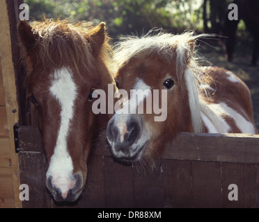 Deux poneys Shetland à plus d'une porte de l'écurie Banque D'Images