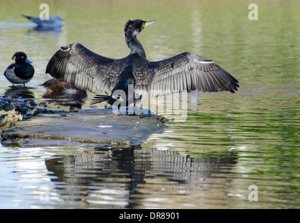 Des profils Cormoran (Phalacrocorax carbo) par un lac avec ses ailes déployées en hiver dans le West Sussex, Angleterre, Royaume-Uni. Banque D'Images