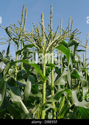 Maïs doux (Zea mays) les plantes qui poussent dans un jardin du Lincolnshire, au Royaume-Uni. Banque D'Images