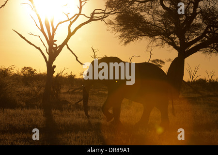 Une copie de l'éléphant d'adultes promenades près de Savute Elephant Camp par Orient Express au Botswana dans le Parc National de Chobe. Banque D'Images