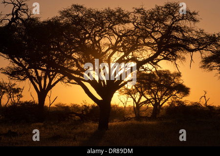 Coucher du soleil près du camp Savute Elephant Camp par Orient Express au Botswana dans le Parc National de Chobe. Banque D'Images