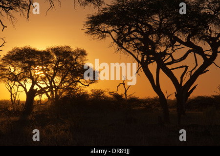 Coucher du soleil près du camp Savute Elephant Camp par Orient Express au Botswana dans le Parc National de Chobe. Banque D'Images