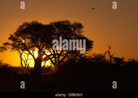 Coucher du soleil près du camp Savute Elephant Camp par Orient Express au Botswana dans le Parc National de Chobe. Banque D'Images