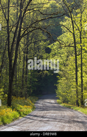 Route de gravier par Greenbrier dans le Great Smoky Mountains National Park à New York Banque D'Images