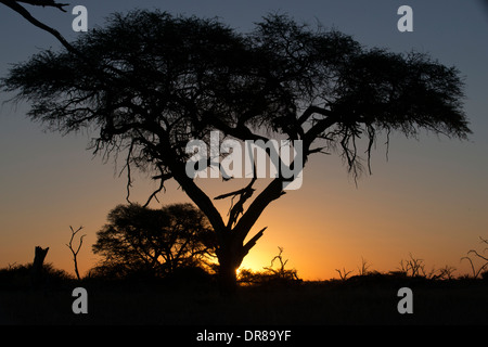 Coucher du soleil près du camp Savute Elephant Camp par Orient Express au Botswana dans le Parc National de Chobe. Banque D'Images