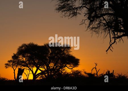 Coucher du soleil près du camp Savute Elephant Camp par Orient Express au Botswana dans le Parc National de Chobe. Banque D'Images