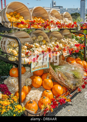 Les citrouilles de différentes tailles sont exposées dans une épicerie de San Francisco. Banque D'Images