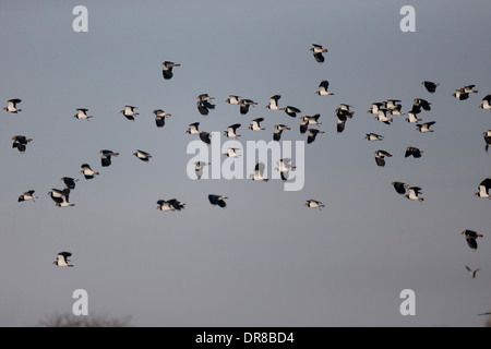 Sociable Vanellus vanellus, du nord, groupe d'oiseaux en vol, Gloucestershire, Janvier 2014 Banque D'Images