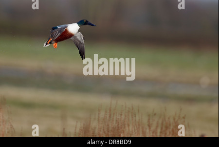 Le canard souchet, Anas clypeata, seul oiseau en vol, Gloucestershire, Janvier 2014 Banque D'Images