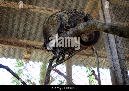 Photo d'un palmier d'Asie (civette Luwak) dans un ranch à l'usine de café Luwak Mas dans Pranggang Village. Banque D'Images