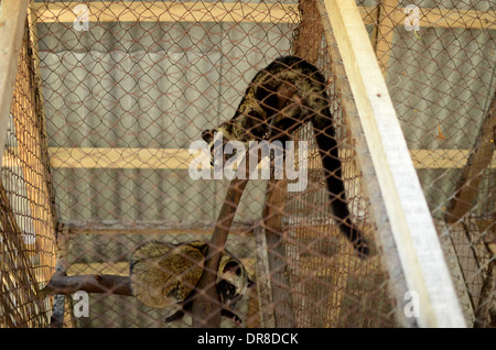 Photo de Palm Civet Asiatique (Luwak) dans un ranch à l'usine de café Luwak Mas dans Pranggang Village. Banque D'Images