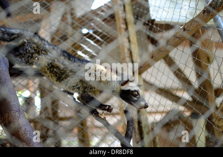 Photo d'un palmier d'Asie (civette Luwak) dans un ranch à l'usine de café Luwak Mas dans Pranggang Village. Banque D'Images