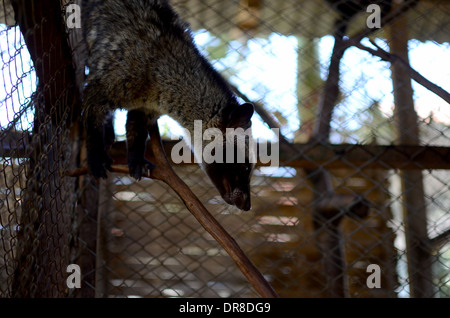 Photo d'un palmier d'Asie (civette Luwak) dans un ranch à l'usine de café Luwak Mas dans Pranggang Village. Banque D'Images