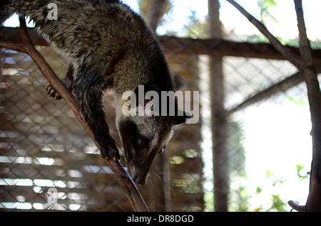 Photo d'un palmier d'Asie (civette Luwak) dans un ranch à l'usine de café Luwak Mas dans Pranggang Village. Banque D'Images