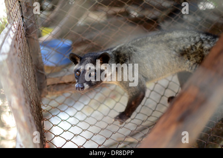 Photo d'un palmier d'Asie (civette Luwak) dans un ranch à l'usine de café Luwak Mas dans Pranggang Village. Banque D'Images