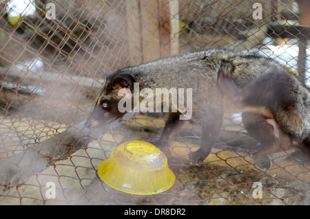 Photo d'un palmier d'Asie (civette Luwak) dans un ranch à l'usine de café Luwak Mas dans Pranggang Village. Banque D'Images