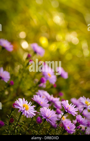 Fleurs daisy lilas plus de flou artistique en arrière-plan vert naturel en journée ensoleillée. Focus sélectif. Carte postale Banque D'Images