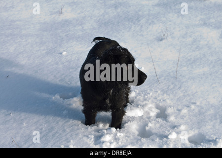 Cocker noir dans la neige Banque D'Images