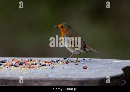 Robin sur le tableau d'oiseaux Banque D'Images