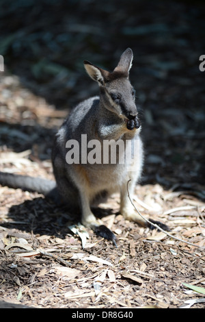 Un Wallaby australien dans son habitat naturel Banque D'Images