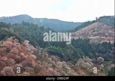 Les fleurs de cerisier au mont Yoshino, Nara, Japon Banque D'Images