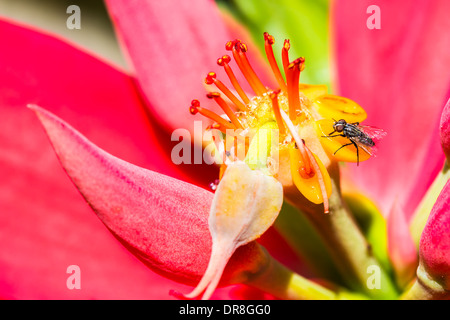 Poinsettia jamaïcaine, Euphorbia punicea, un arbuste à feuilles persistantes de succulents avec des bractées rouge et fleurs d'or Banque D'Images