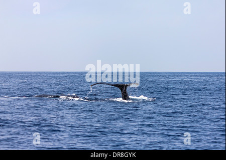 Baleine à bosse de plonger dans la mer, Okinawa Prefecture, Japan Banque D'Images