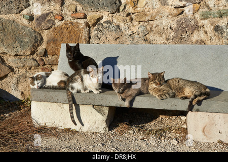 Groupe de chats à forteresse médiévale, Dmanisi, Kvemo Kartli, Géorgie Banque D'Images