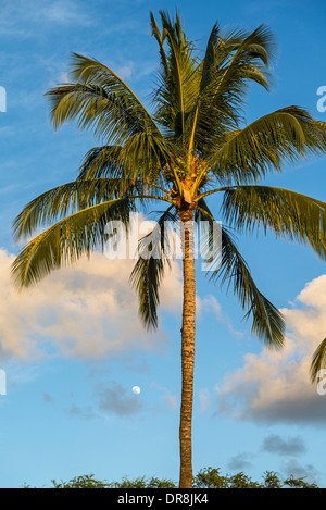 Beaux cocotiers trouvés sur l'île de Maui, Hawaii. Banque D'Images