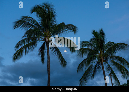 Beaux cocotiers trouvés sur l'île de Maui, Hawaii. Banque D'Images