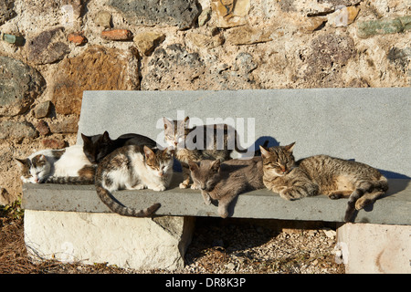 Groupe de chats à forteresse médiévale, Dmanisi, Kvemo Kartli, Géorgie Banque D'Images