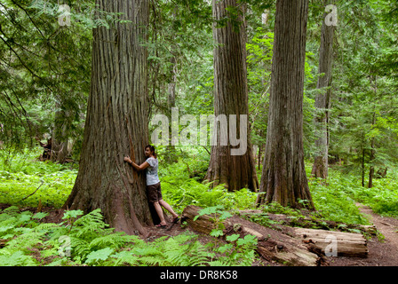 'Woman hugging' dans le Western Red Cedar Grove Roosevelt d'anciens Cèdres dans le nord de l'Idaho près de le lac Priest (MR) Banque D'Images