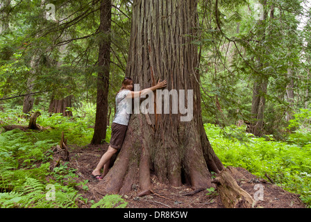 'Woman hugging' dans le Western Red Cedar Grove Roosevelt d'anciens Cèdres dans le nord de l'Idaho près de le lac Priest (MR) Banque D'Images