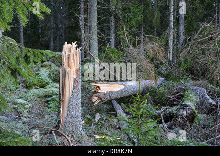 Sapin rompu par storm Banque D'Images