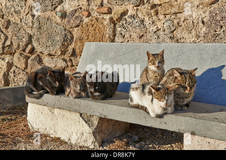 Groupe de chats à forteresse médiévale, Dmanisi, Kvemo Kartli, Géorgie Banque D'Images