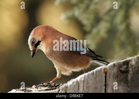 L'affamé ( jay Garrulus glandarius ) à graines à Banque D'Images