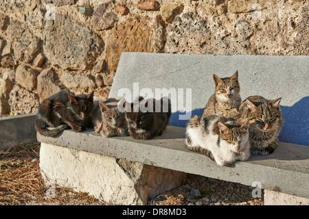 Groupe de chats à forteresse médiévale, Dmanisi, Kvemo Kartli, Géorgie Banque D'Images