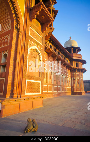 Les singes sauvages assis en face du fort d'Agra Banque D'Images