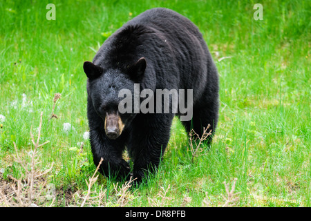 L'ours noir sauvage se nourrissant de pissenlits, Jasper National Park, Alberta, Canada Banque D'Images