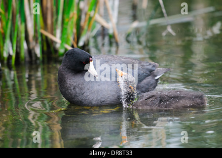 Foulque d'alimentation des jeunes oisillons dans un lac des Prairies, Alberta Canada Banque D'Images